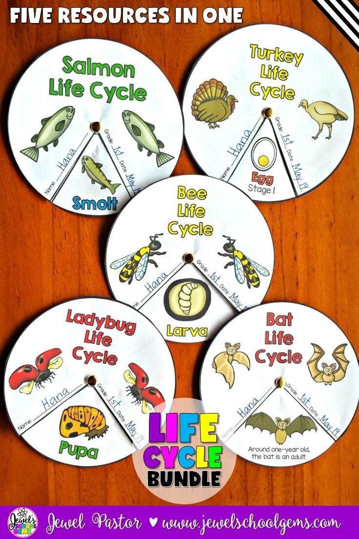 Animal Life Cycle Activities Animal Life Cycle Activities