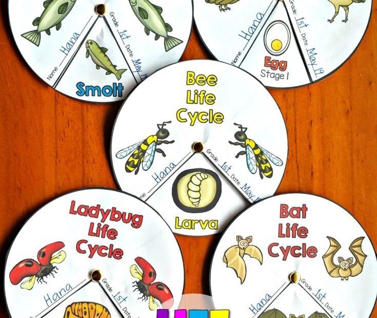 Animal Life Cycle Activities