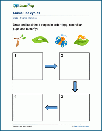 Animal Life Cycle Activities For 3rd Grade Animal Life Cycle Activities For 3rd Grade