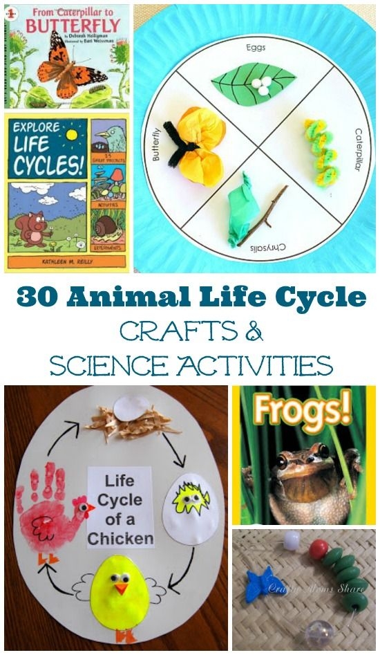 Animal Life Cycle Activities Animal Life Cycle Activities
