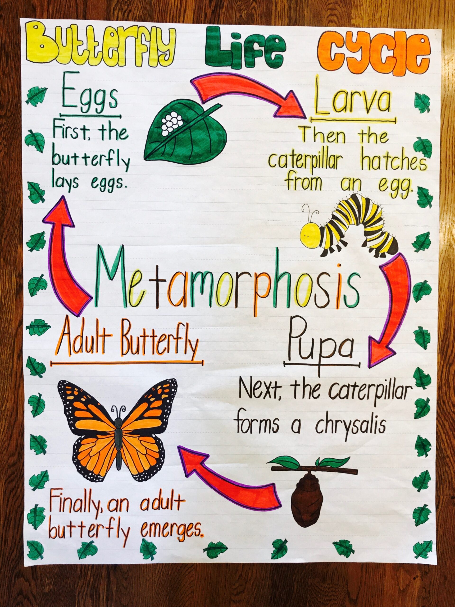 Animal Life Cycle Chart Butterfly Life Cycle Anchor Chart Butterfly Animal Life Cycle Chart Butterfly Life Cycle Anchor Chart Butterfly