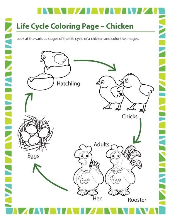 Animal Life Cycle Coloring Pages Animal Life Cycle Coloring Pages