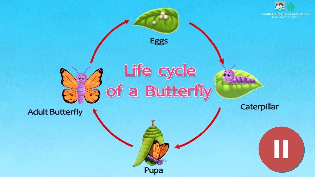 Animal Life Cycle Diagram Animal Life Cycle Diagram
