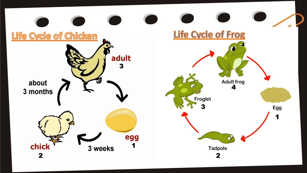 Animal Life Cycle Model Animal Life Cycle Model