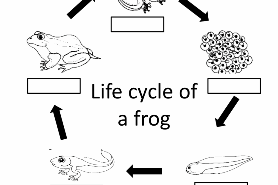 Animal Life Cycle Worksheets For Grade 2 Science Shree Rsc Tutors