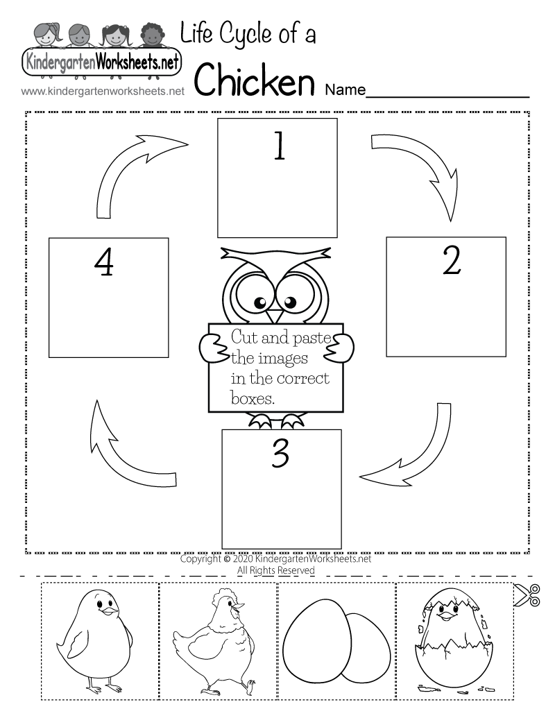 Animal Life Cycle Worksheets Animal Life Cycle Worksheets
