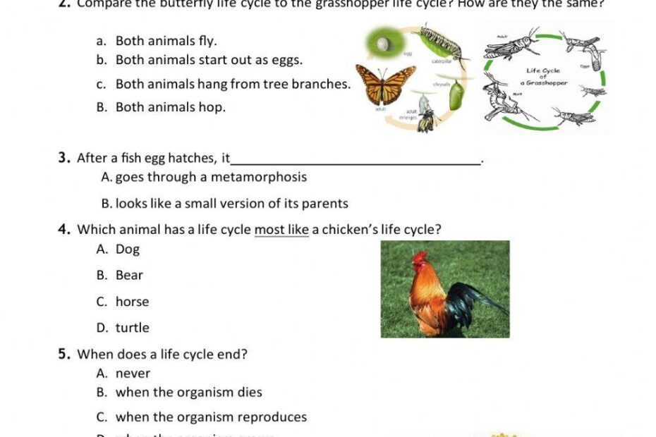 Animal Life Cycles Worksheet Have Fun Teaching Worksheets Library