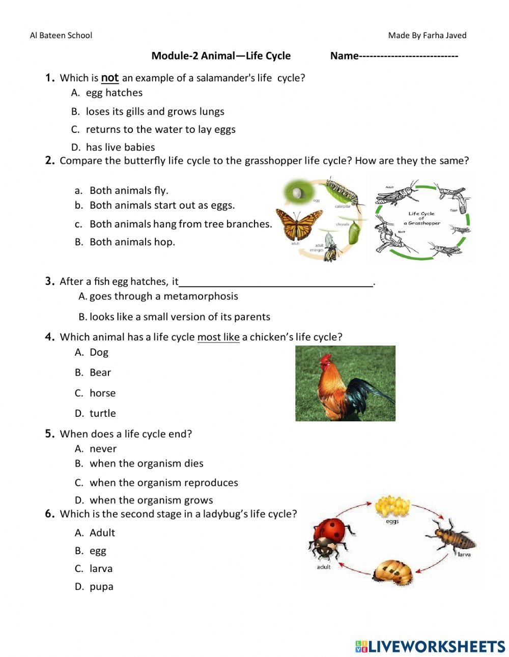 Animal Life Cycles Worksheet Have Fun Teaching Worksheets Library