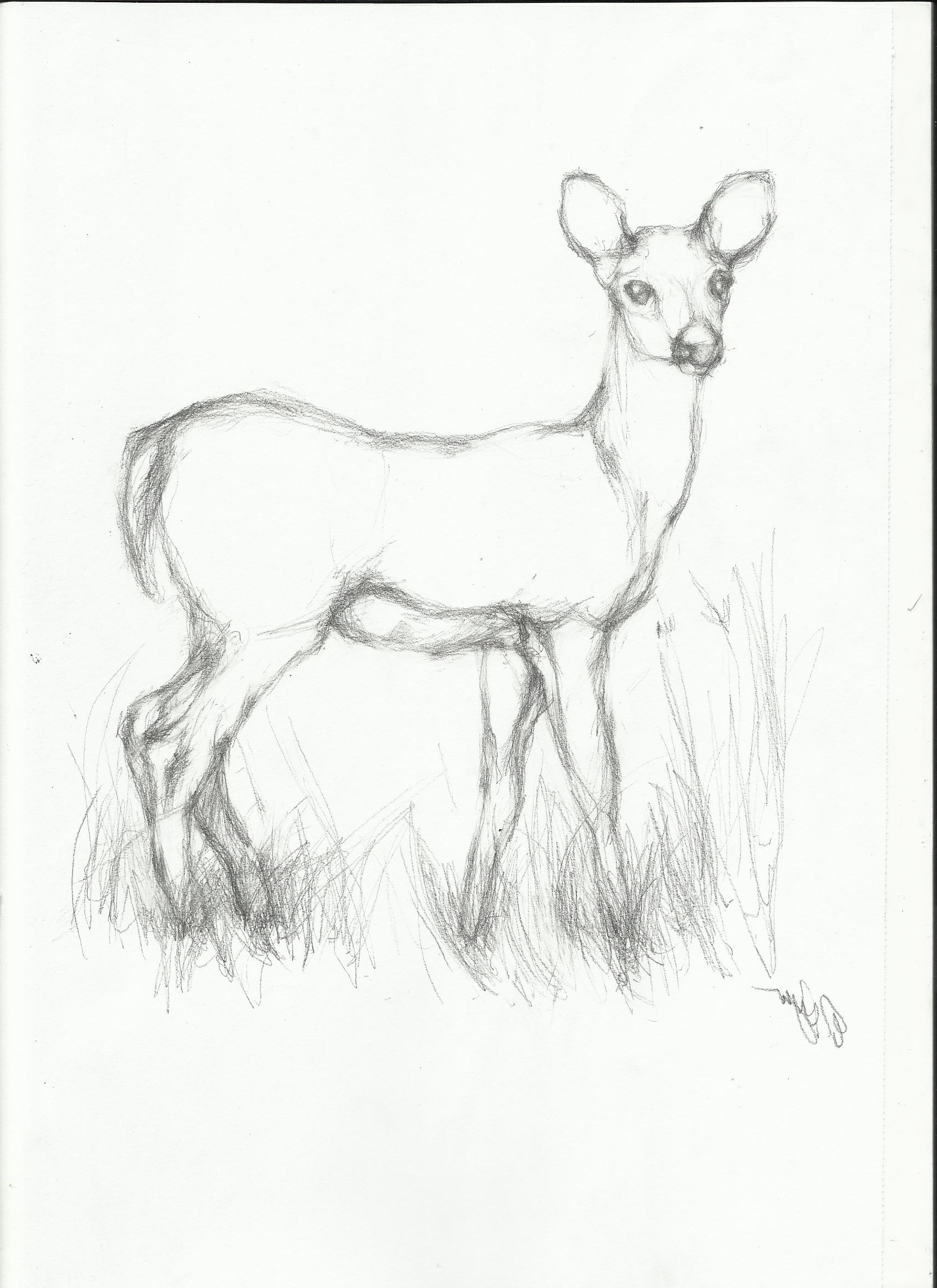 Animal Sketch Drawing At GetDrawings Free Download Animal Sketch Drawing At GetDrawings Free Download