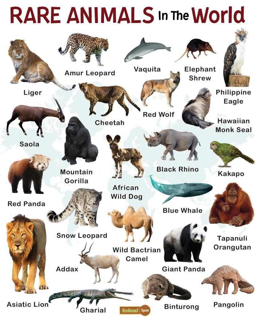Animals By Color List Of Animals In Each Color