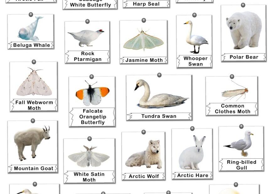 Animals By Color List Of Animals In Each Color
