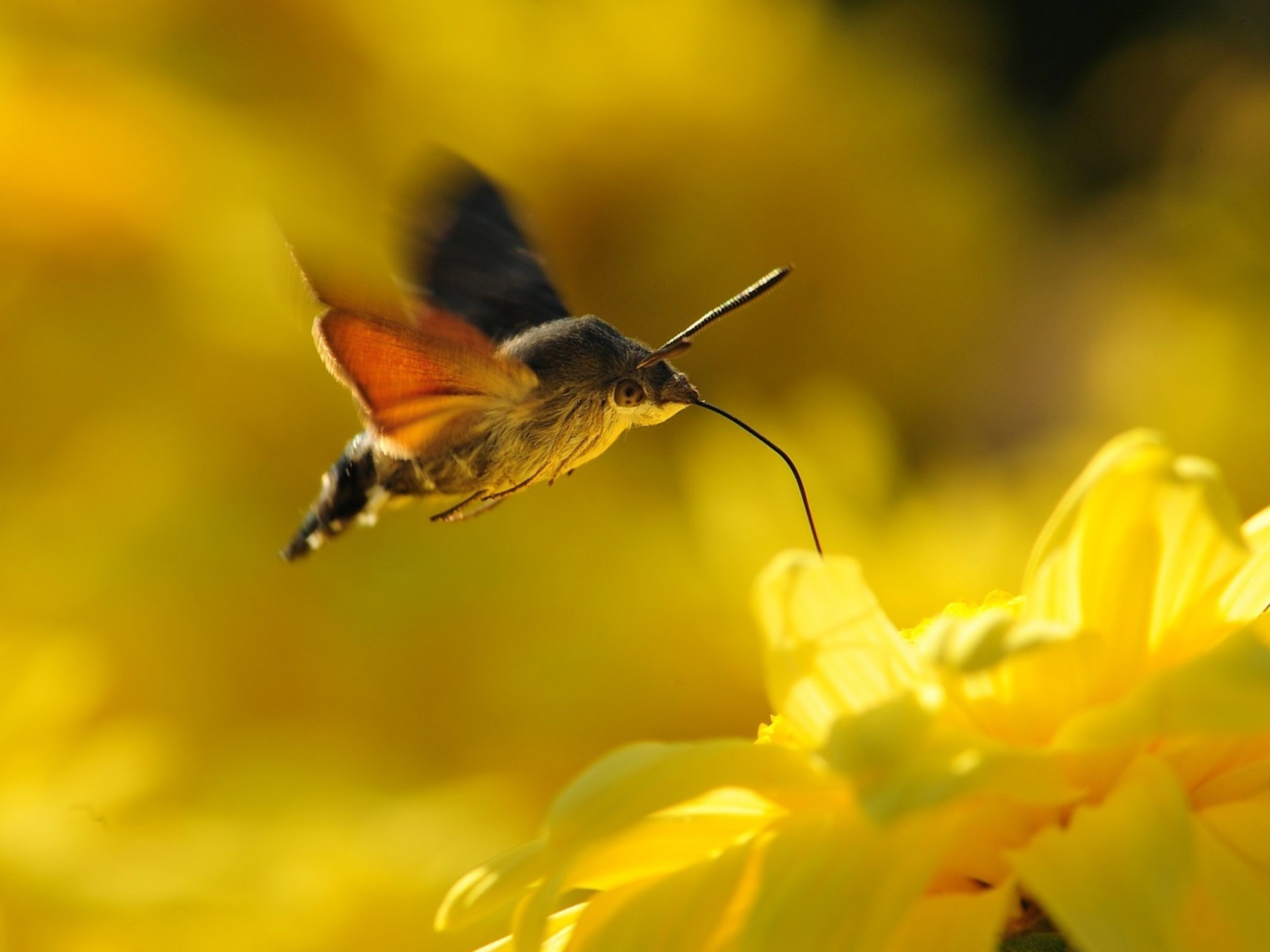 Animals Flowers Nature Moths Yellow Flowers Wallpaper Coolwallpapers me Animals Flowers Nature Moths Yellow Flowers Wallpaper Coolwallpapers me