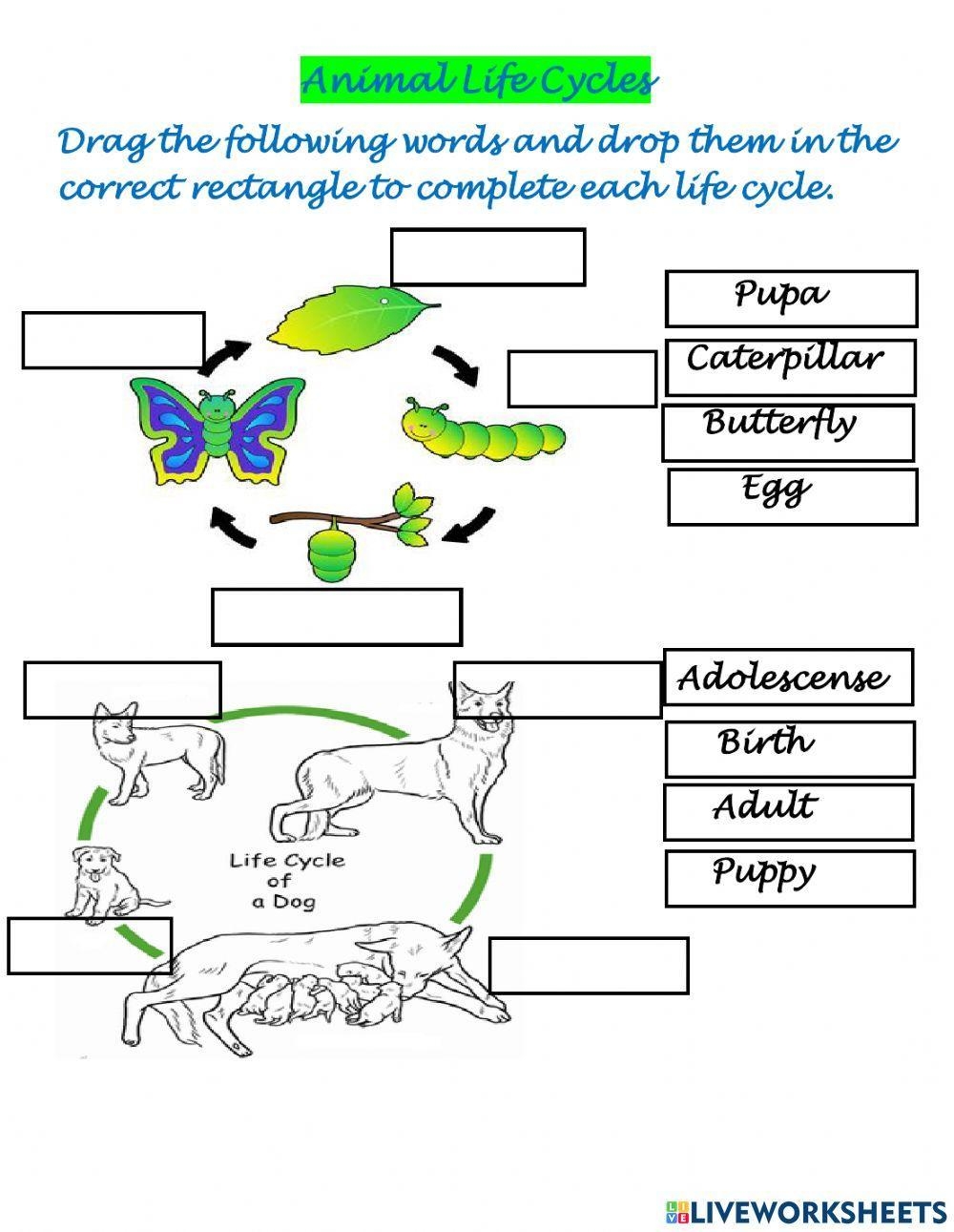 Animals Life Cycles Worksheet Live Worksheets Worksheets Library