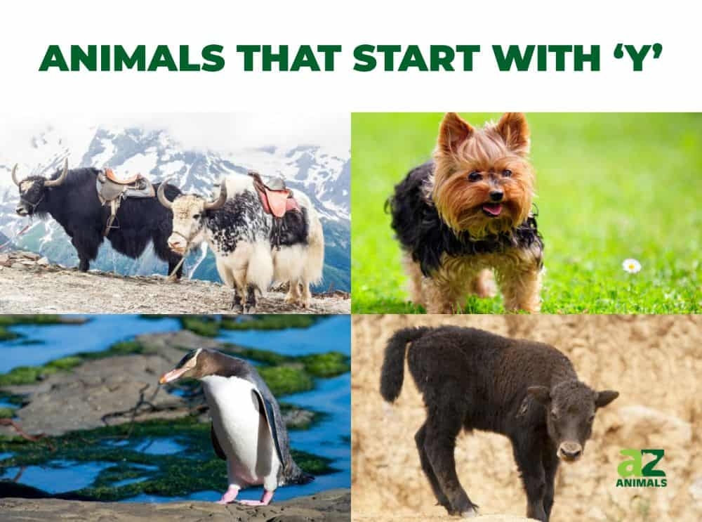 Animals That Start With Y Listed With Pictures Facts A Z Animals