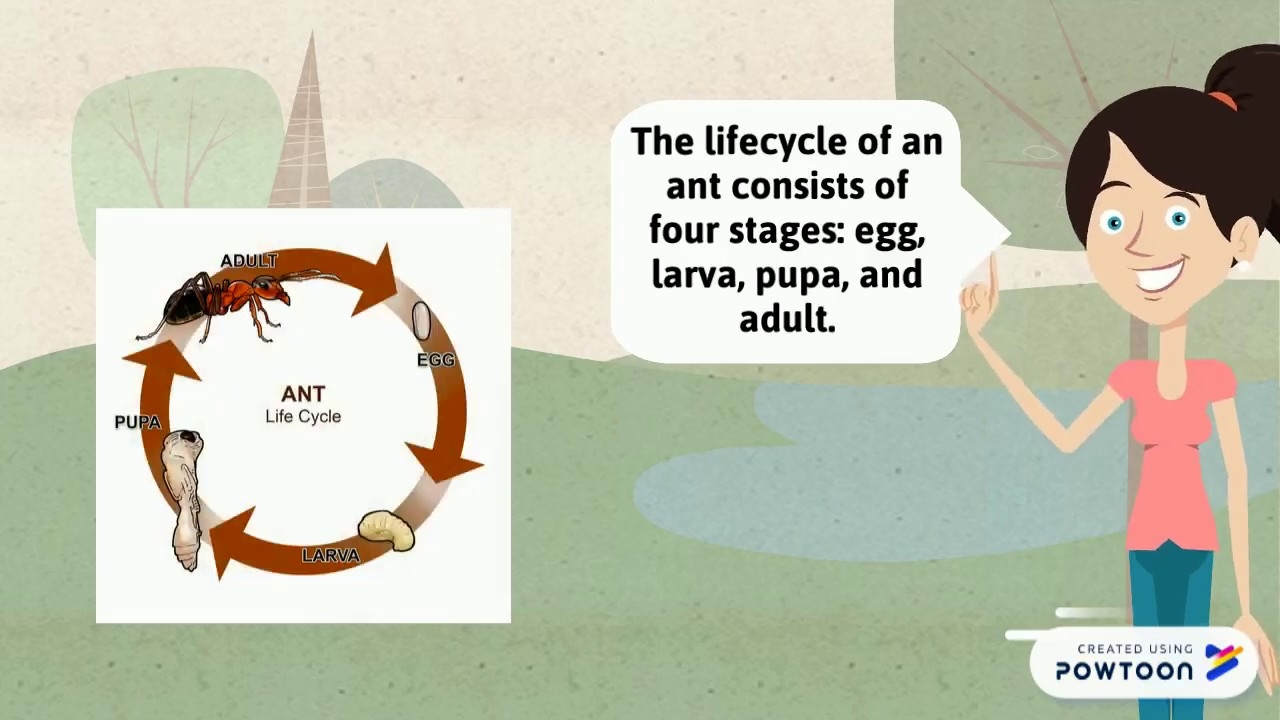 Life Cycle of an Ant Life Cycle of an Ant