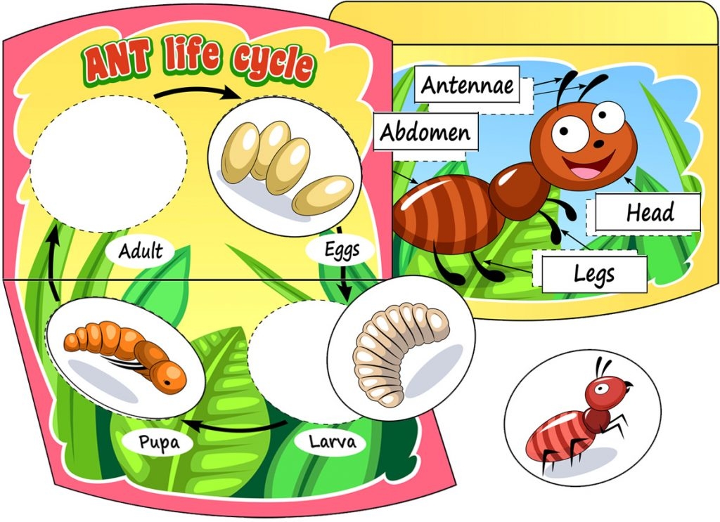 Ant Life Cycle DIY Book And Worksheet TeachersMag Ant Life Cycle DIY Book And Worksheet TeachersMag