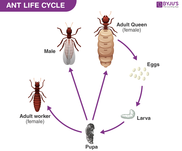 Ant Life Cycle Explore How Ants Reproduce