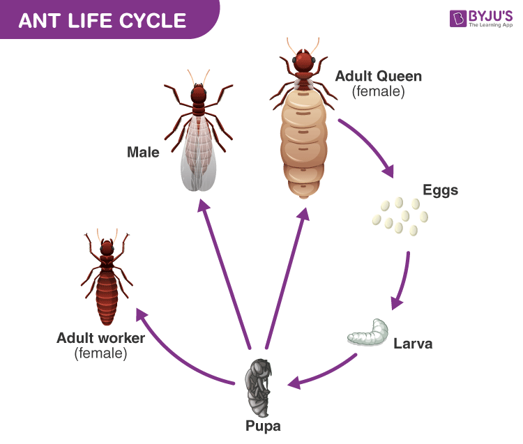 Ant Life Cycle Explore How Ants Reproduce Ant Life Cycle Explore How Ants Reproduce