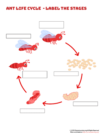 Ant Life Cycle Label The Stages PrimaryLearning Org