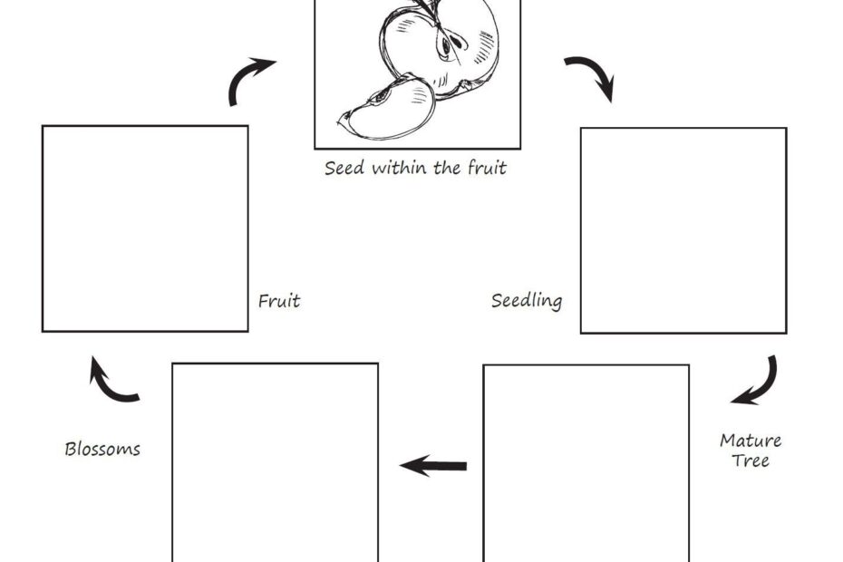 Apple Life Cycle Foldout Science Activity 2D7 Apple Life Cycle Life