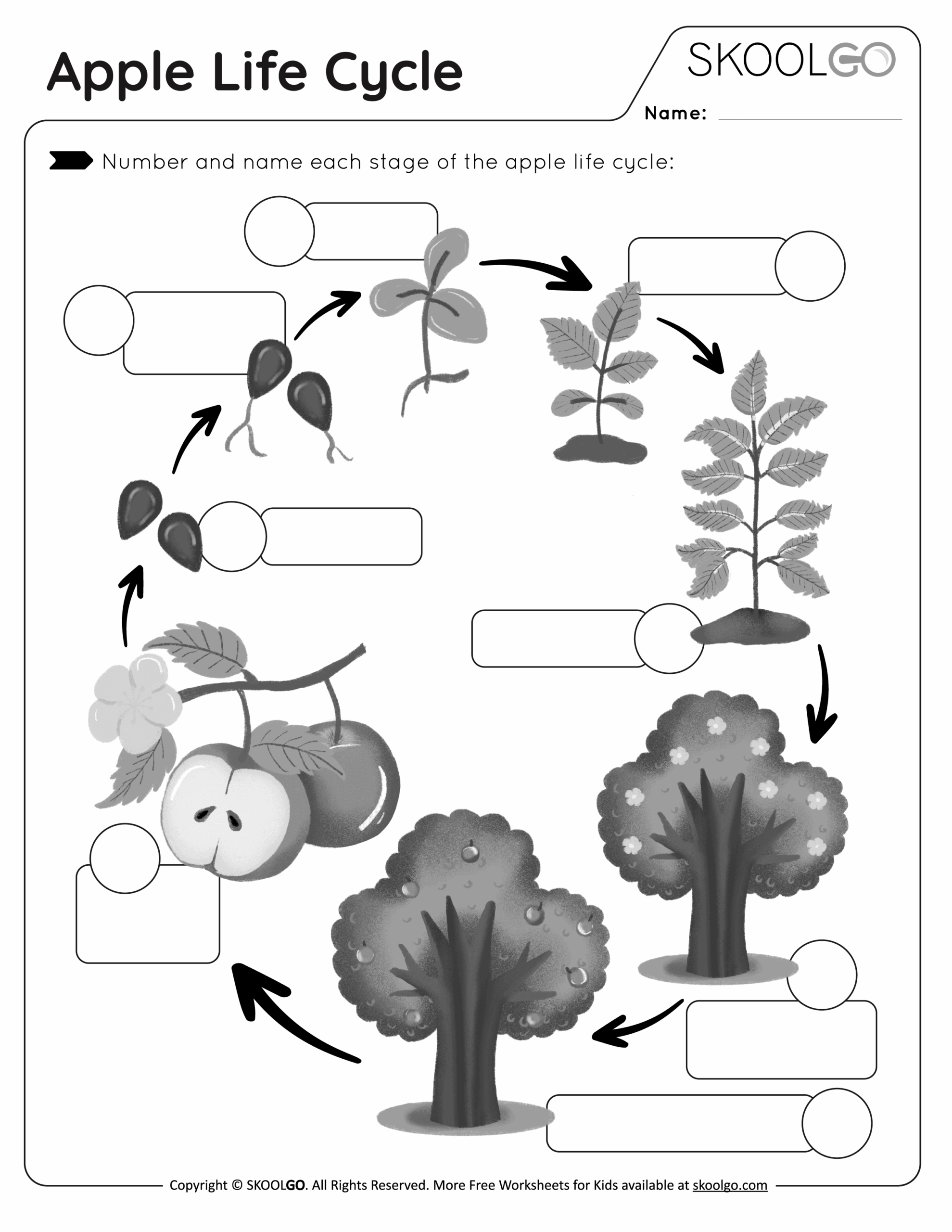 Apple Life Cycle Free Worksheet SKOOLGO Apple Life Cycle Free Worksheet SKOOLGO