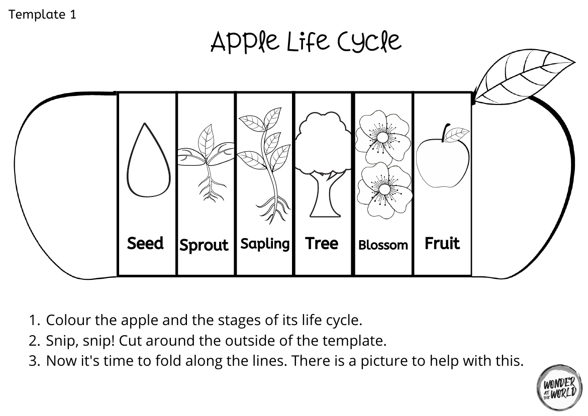 Apple Life Cycle Worksheet Dev onallcylinders