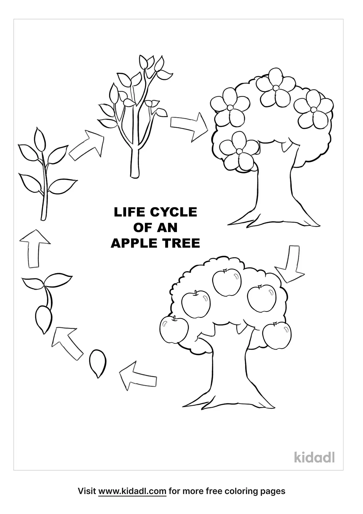 Apple Tree Life Cycle Coloring Page Www homillux Apple Tree Life Cycle Coloring Page Www homillux