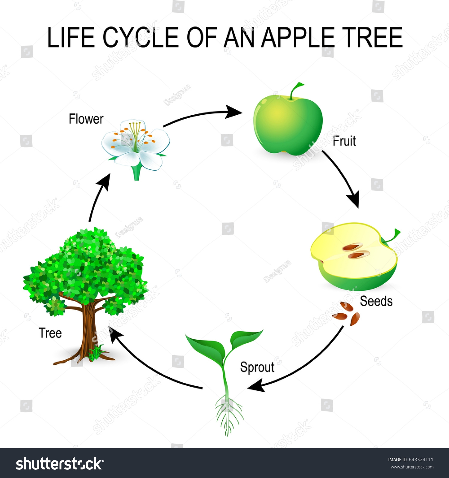 Apple Tree Life Cycle Printable Apple Tree Life Cycle Printable
