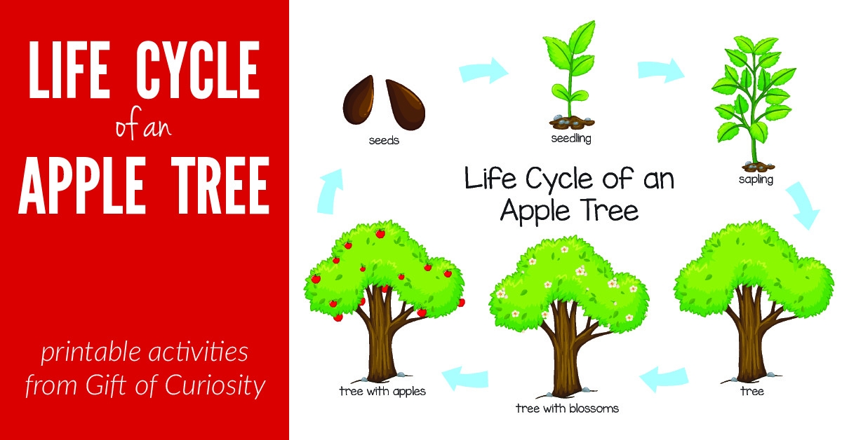 Apple Tree Life Cycle Printable Apple Tree Life Cycle Printable