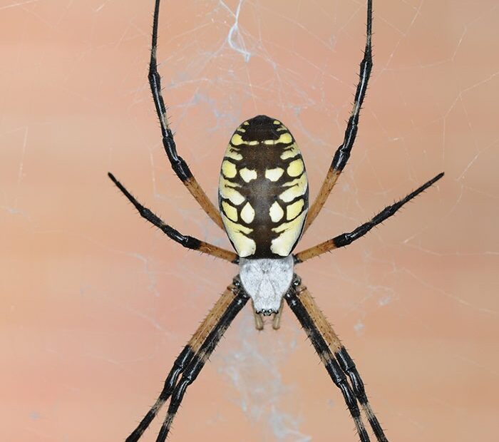 Are Black And Yellow Garden Spiders Poisonous My Bios