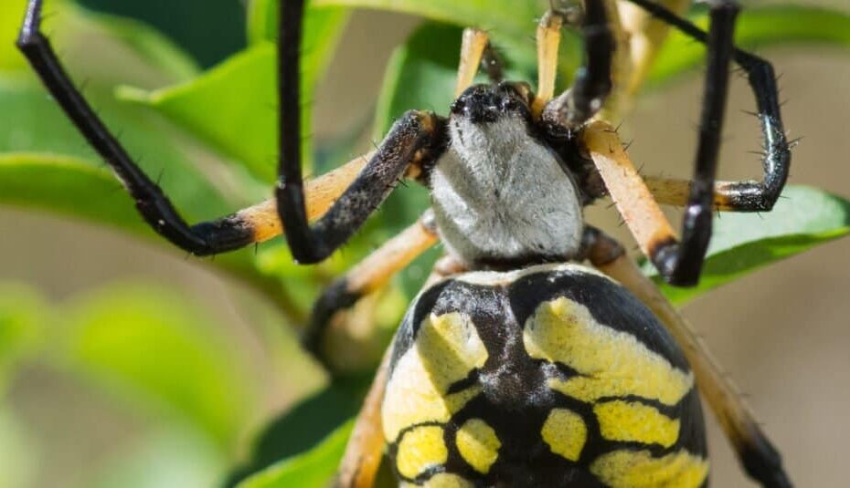Are Yellow Garden Spiders Poisonous Or Dangerous IMP WORLD