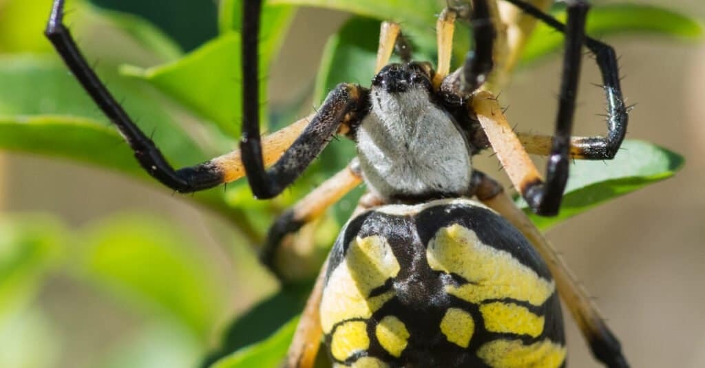Are Yellow Garden Spiders Poisonous Or Dangerous IMP WORLD Are Yellow Garden Spiders Poisonous Or Dangerous IMP WORLD
