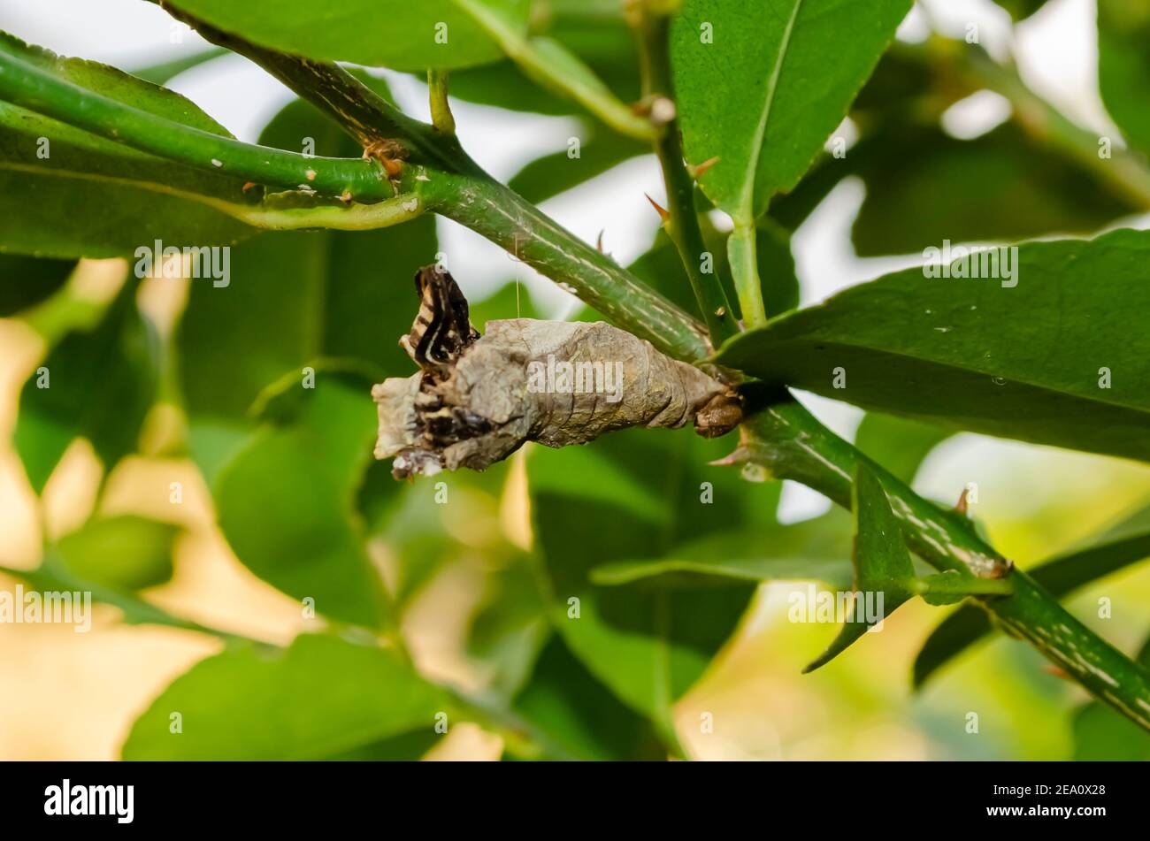 Back Of A Butterfly 39 s Pupal Stage Stock Photo Alamy Back Of A Butterfly 39 s Pupal Stage Stock Photo Alamy