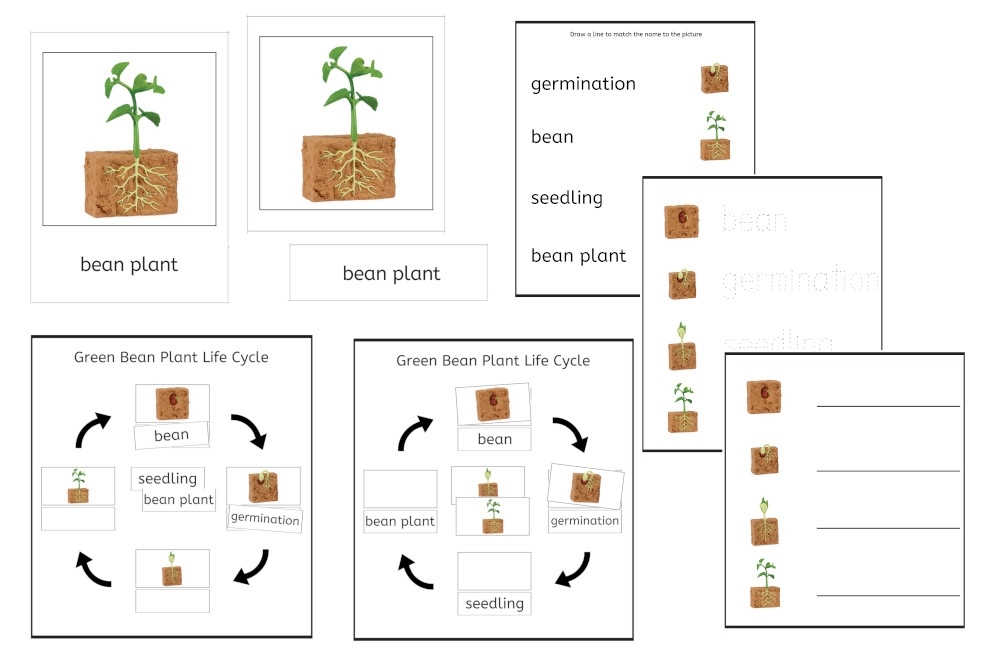 Bean Lifecycle Worksheet Plant Life Cycle Worksheet Plant Life Bean Lifecycle Worksheet Plant Life Cycle Worksheet Plant Life