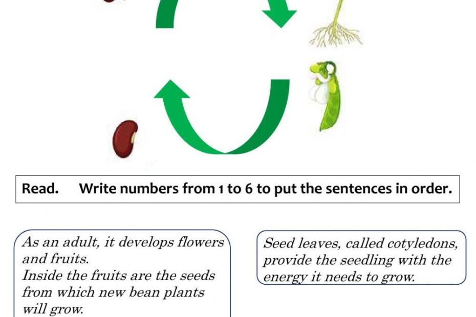Bean Lifecycle Worksheet Plant Life Cycle Worksheet Plant Life