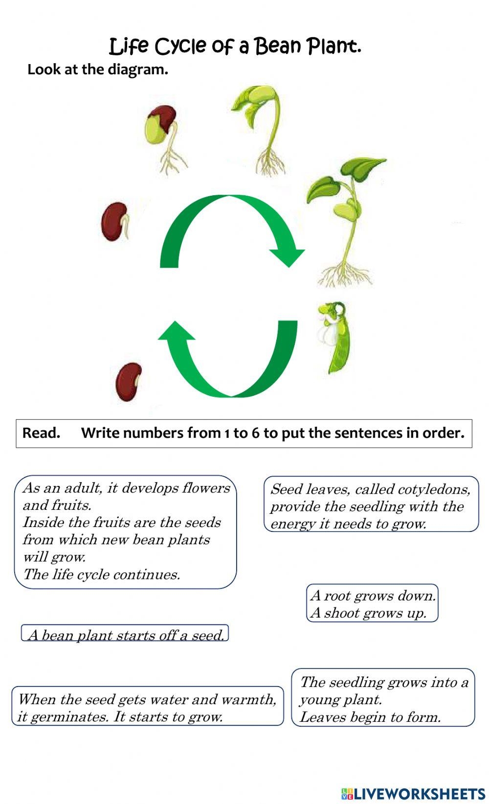 Bean Lifecycle Worksheet Plant Life Cycle Worksheet Plant Life Bean Lifecycle Worksheet Plant Life Cycle Worksheet Plant Life