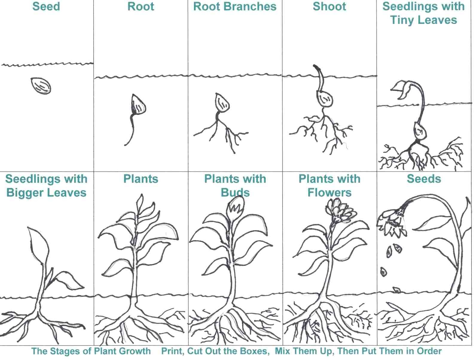 Bean Plant Life Cycle Worksheets Bean Plant Life Cycle Worksheets