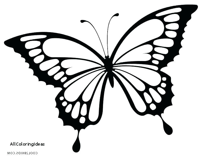 Beautiful Butterfly Coloring Pages At GetColorings Free Printable 