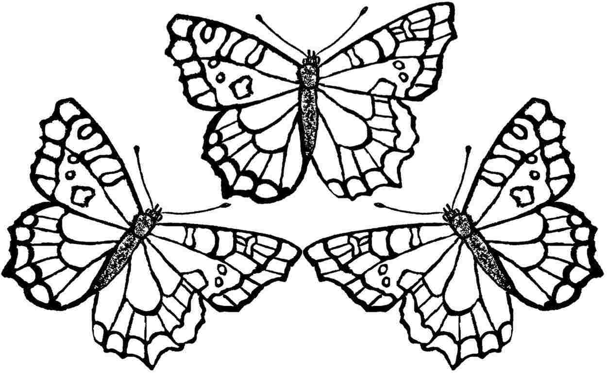 Beautiful Butterfly Coloring Pages At GetDrawings Free Download