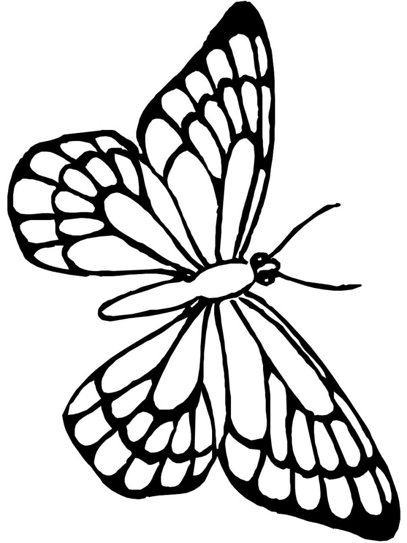 Beautiful Butterfly Coloring Pages Printable Coloring Pages