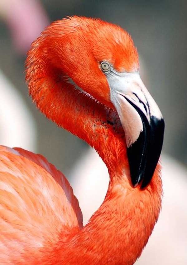 Beautifully Colored Animals 83 Photos KLYKER COM Beautifully Colored Animals 83 Photos KLYKER COM