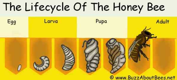 Bee Life Cycle Diagram Bee Life Cycle Diagram