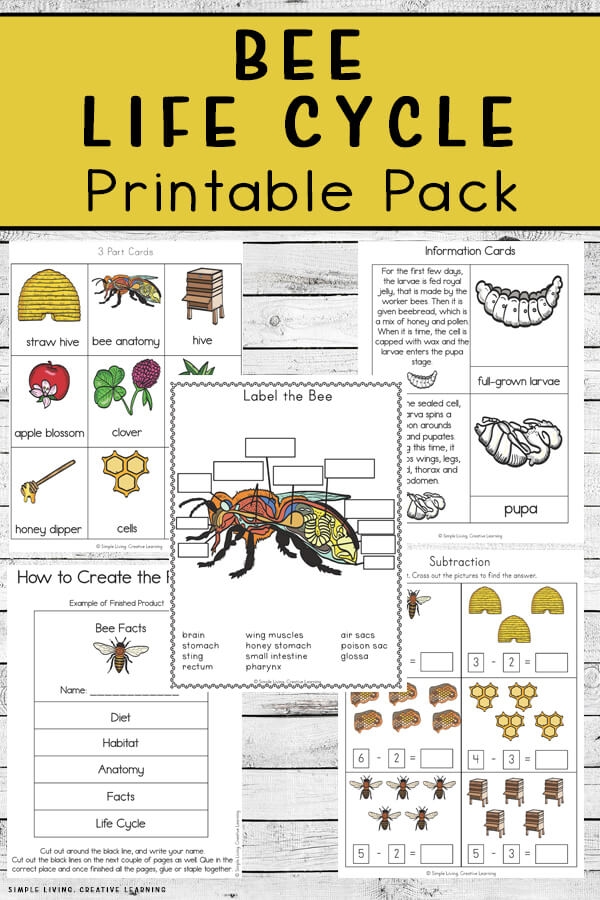 Bee Life Cycle Printable Pack Simple Living Creative Learning Bee Life Cycle Printable Pack Simple Living Creative Learning