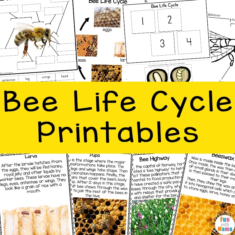 Bee Life Cycle Printable Bee Life Cycle Printable