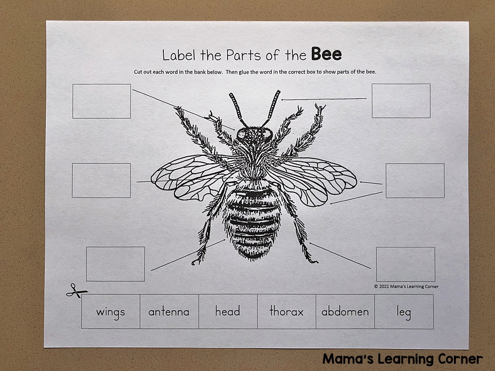 Bee Life Cycle Worksheets Mamas Learning Corner Bee Life Cycle Worksheets Mamas Learning Corner