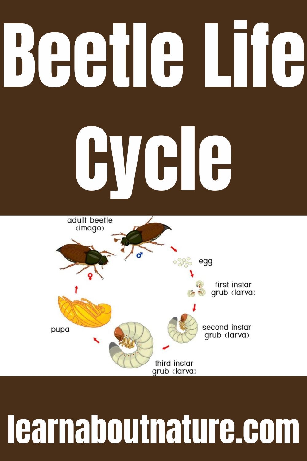 Beetle Life Cycle Artofit Beetle Life Cycle Artofit