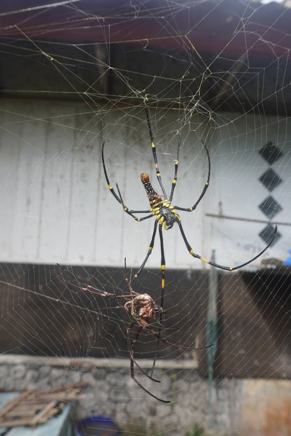 yellow spider color yellow spider color