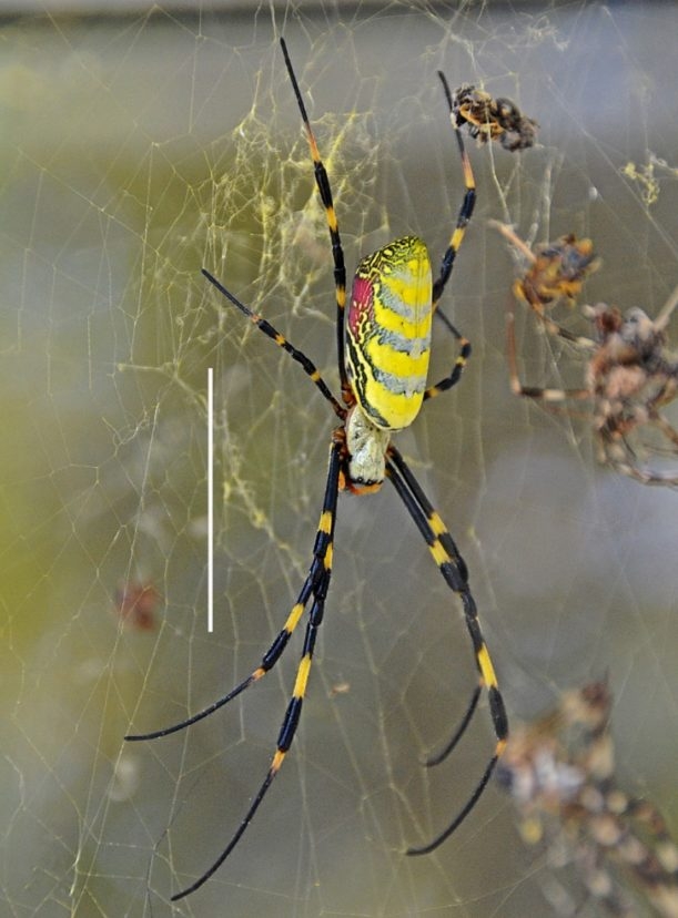 yellow spiders on legs yellow spiders on legs