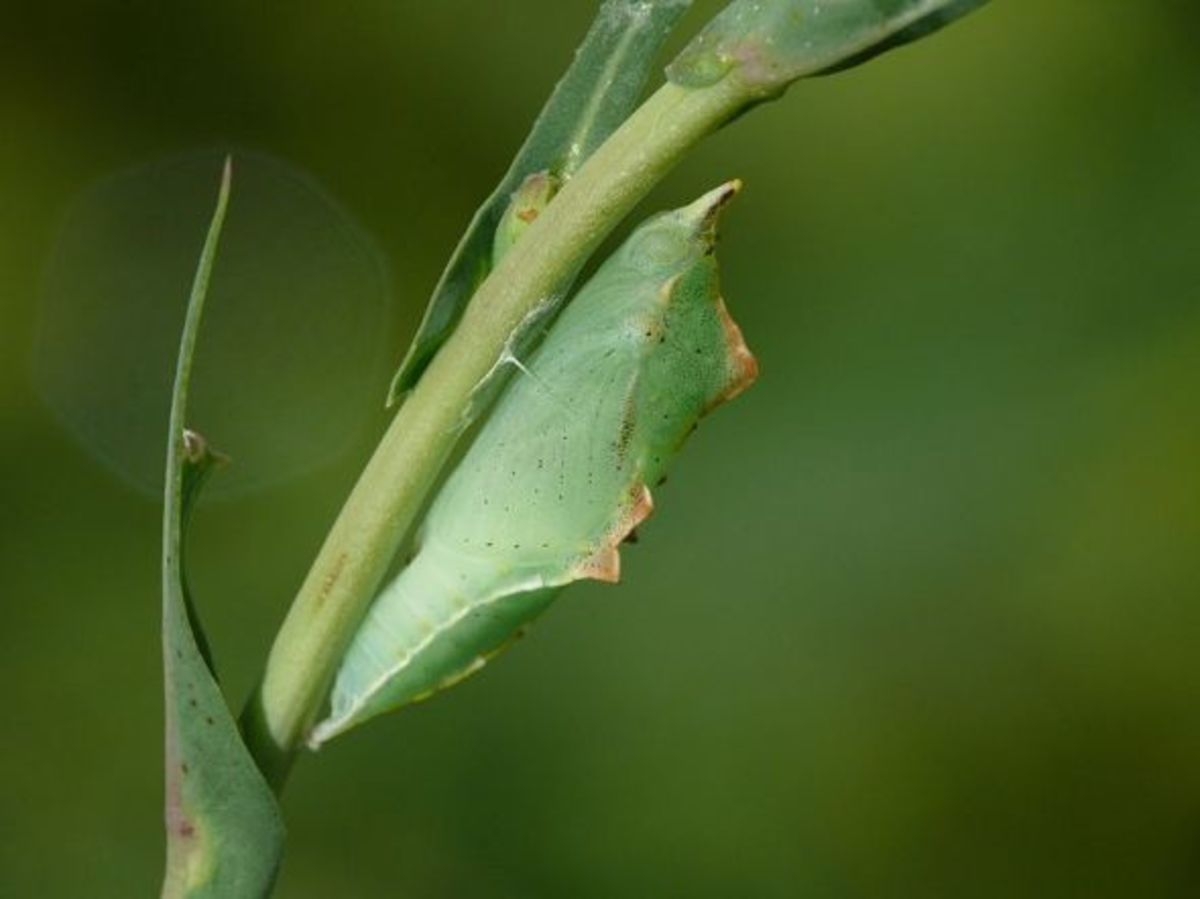 Cabbage White Butterfly Control Cabbage White Butterfly Control