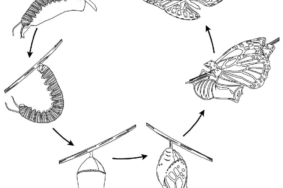 Biology Monarch Butterfly Life Cycle Coloring Page Download Print Or